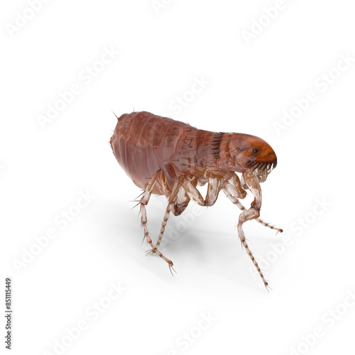 Closse up pulex irritans flea macro