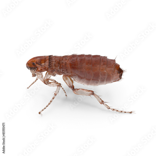 Pulex irritans human flea