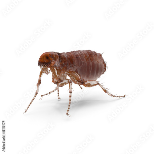 Closse up pulex irritans flea macro