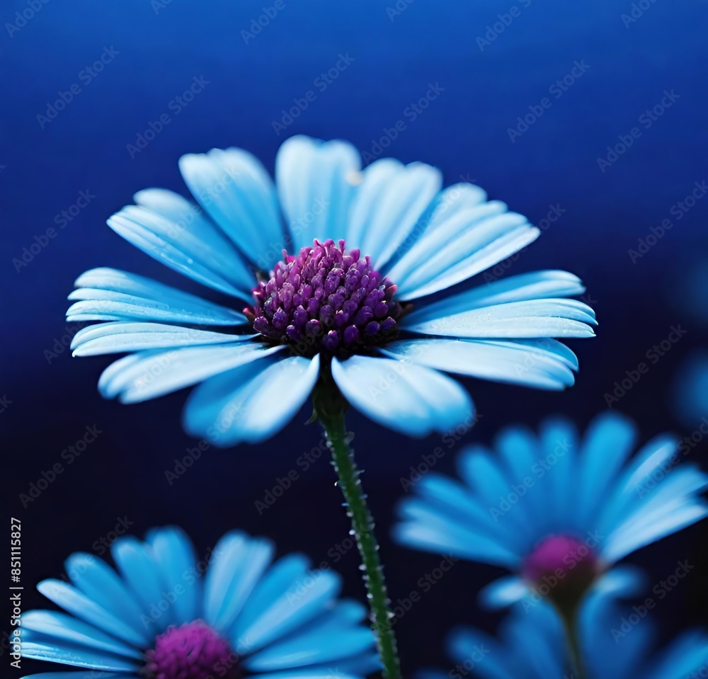 Fototapeta premium daisy flower, garden, plant, purple, blossom, beauty, flora, macro, summer, spring, petal, bloom, cosmos, floral, closeup