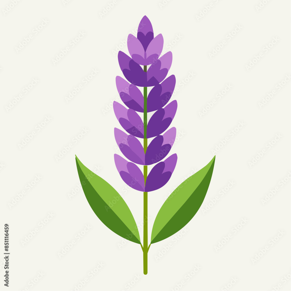 lavender flower isolated lavender flower isolated