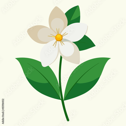 illustration of a flower, jasmine