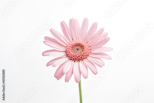 Close-up of a Pink Daisy Flower