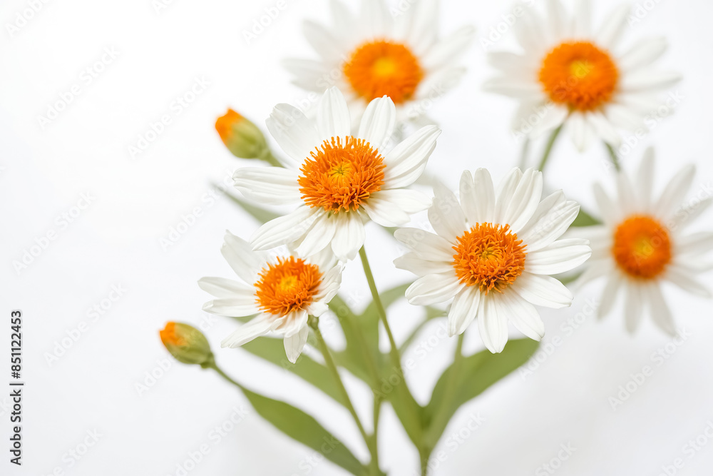 White Daisies with Orange Centers on a White Background White Daisies with Orange Centers on a White Background
