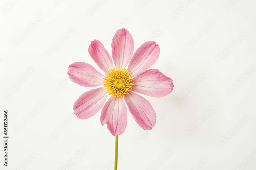 Pink Flower with Yellow Center Isolated on White Background Pink Flower with Yellow Center Isolated on White Background