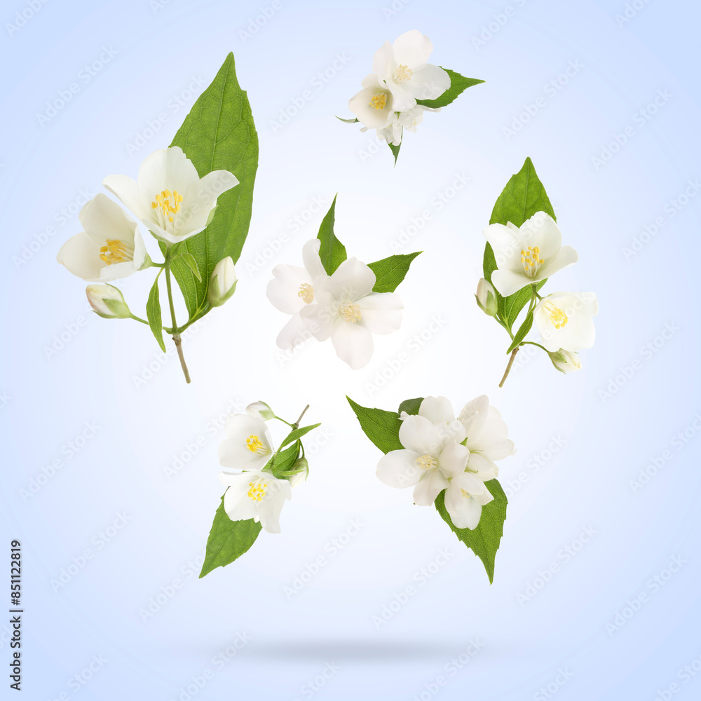 Fototapeta premium Beautiful jasmine flowers with leaves in air on light blue background