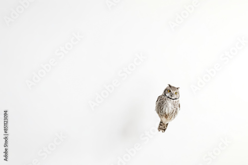 Owl with Yellow Eyes on White Background photo