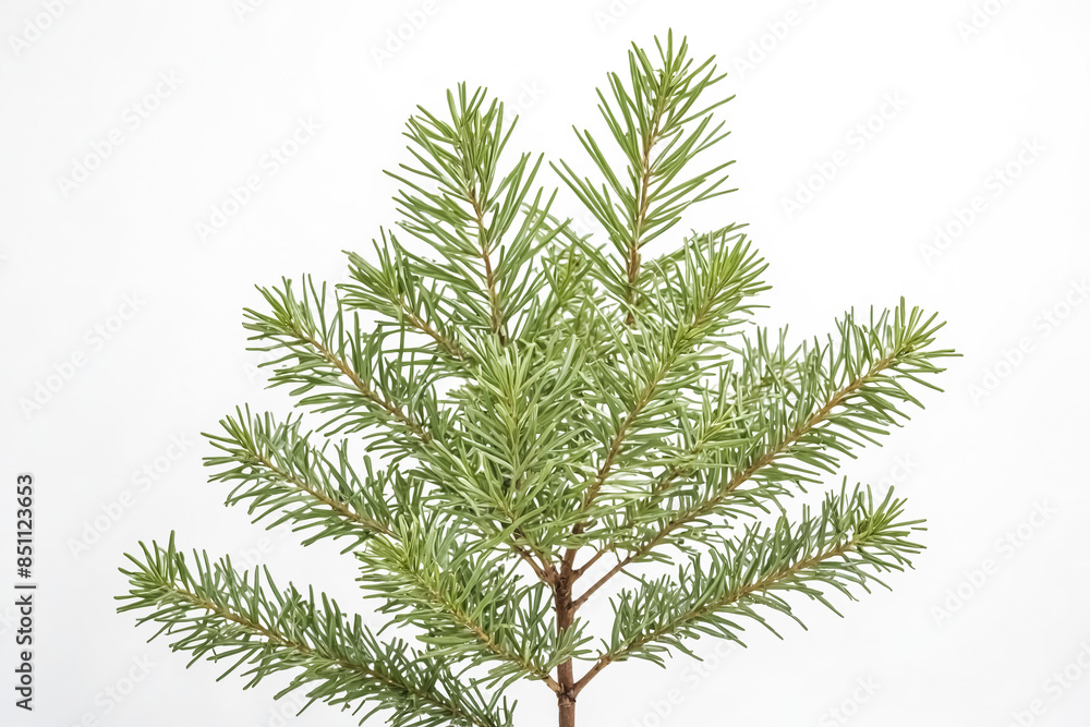 Close-up of Green Pine Tree Branch Isolated on White Background Close-up of Green Pine Tree Branch Isolated on White Background