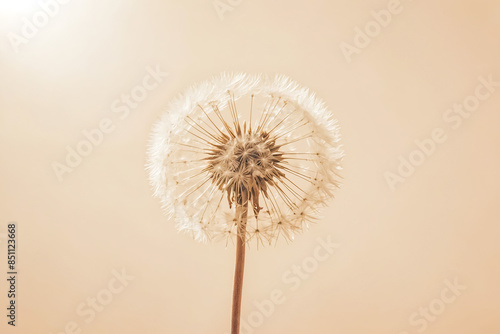 Wallpaper Mural Dandelion Seeds on a Beige Background Torontodigital.ca