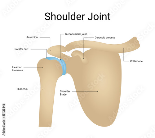 Structure diagram of human shoulder joint