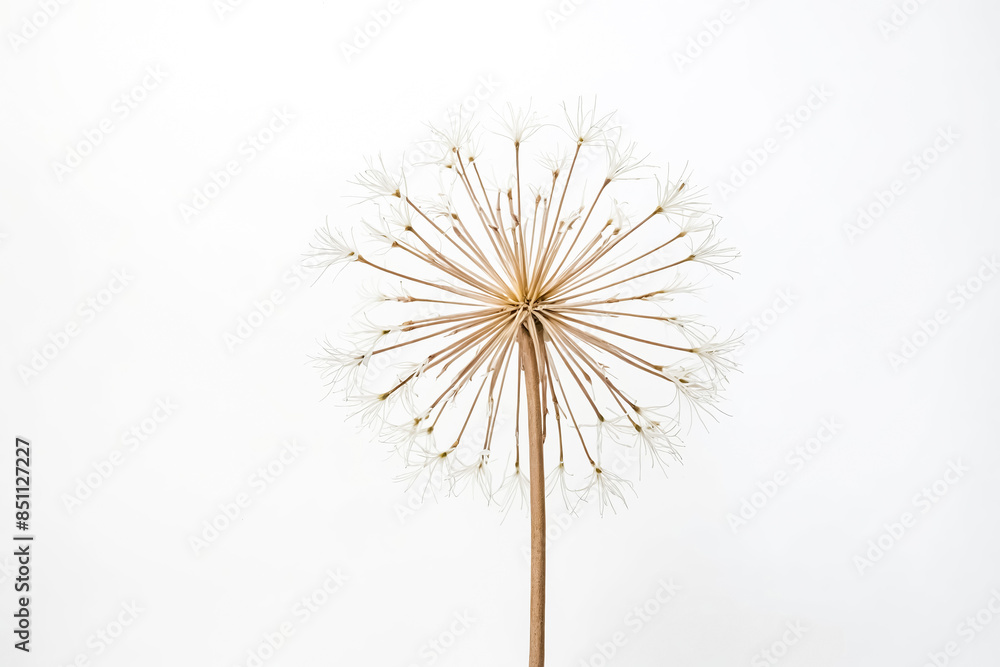Fototapeta premium Single dried flower with white petals on white background