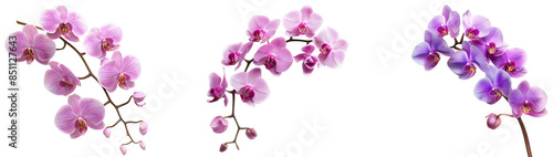 set of orchid flower isolated on transparent background, png orchid flower cutout