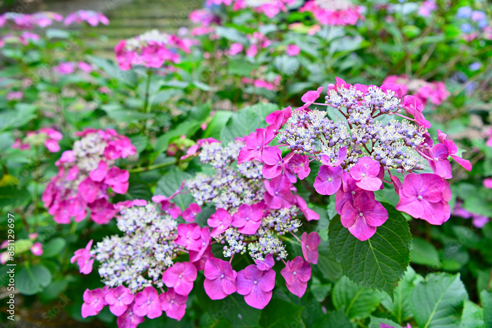 梅雨の晴れ間の紫陽花 梅雨の晴れ間の紫陽花