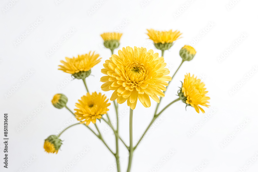 Yellow Flowers on White Background Yellow Flowers on White Background