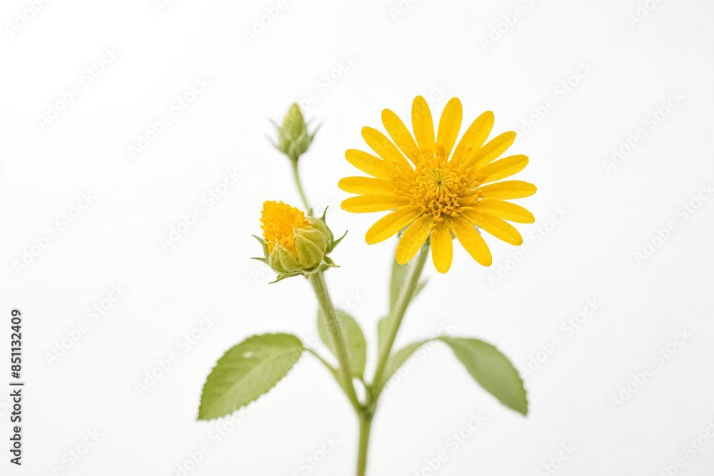 Naklejka premium Yellow Daisy Bud and Flower on White Background
