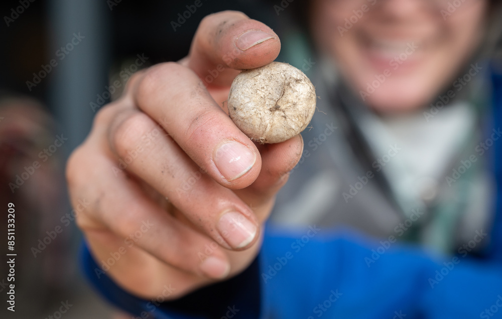 Someone showing a Hygroscopic earthstar mushroom (or puff ball mushroom) after picking. Someone showing a Hygroscopic earthstar mushroom (or puff ball mushroom) after picking.