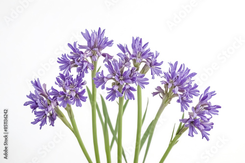 Lilac Flowers on White Background