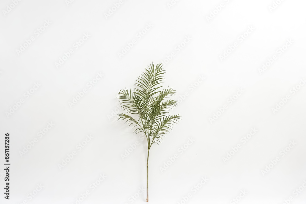 Single Palm Leaf on White Background Single Palm Leaf on White Background