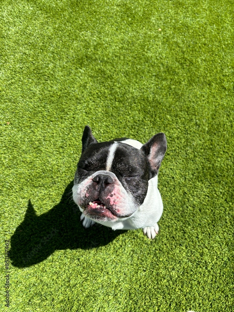 Fototapeta premium french bulldog puppy