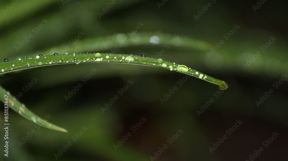 Water Droplets Beading on Green plant blades Water Droplets Beading on Green plant blades