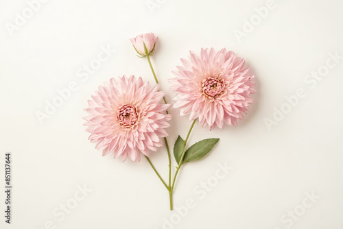 Pink Dahlia Flowers on White Background
