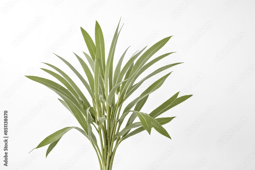 Fototapeta premium Green Plant Leaves on White Background