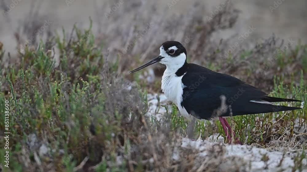 Black-necked Stilt calling her chicks to take shelter under her belly. Black-necked Stilt calling her chicks to take shelter under her belly.