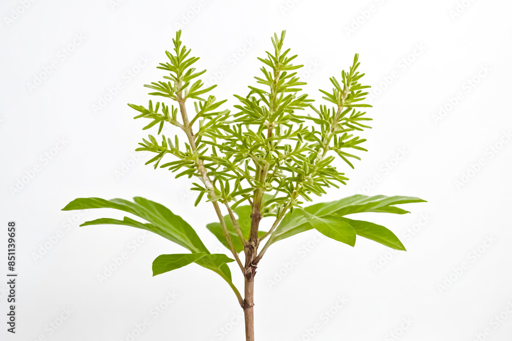 Lush Green Plant with Delicate Leaves Against a White Background Lush Green Plant with Delicate Leaves Against a White Background