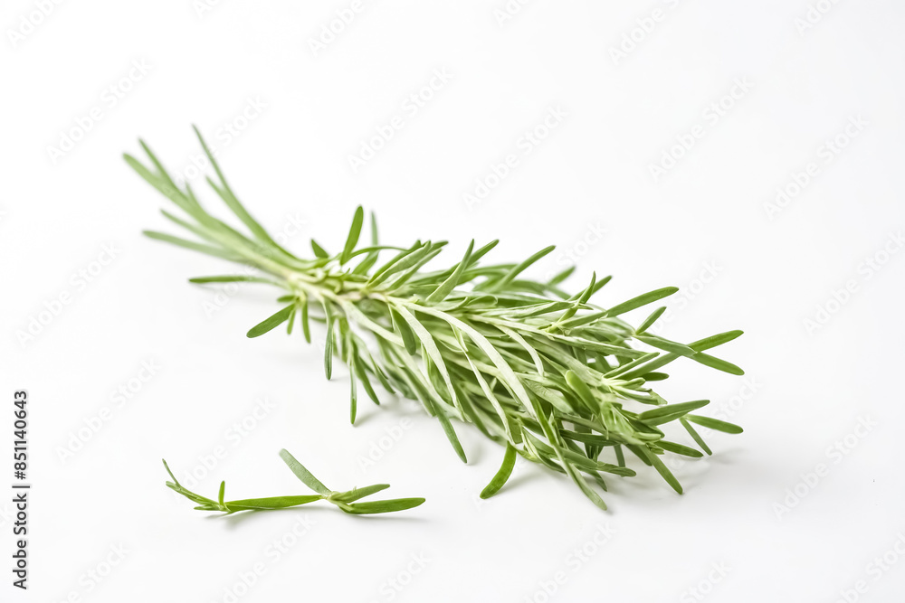 Sprig of rosemary on a white background Sprig of rosemary on a white background