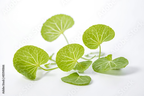 Green Leaves on White Background