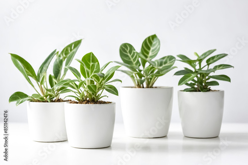 Four potted plants on white background