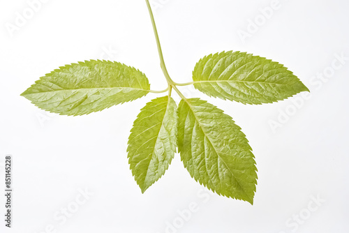 Close Up of Green Leaves on White Background