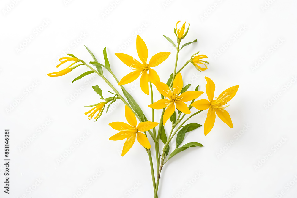 Yellow Flowers on White Background Yellow Flowers on White Background