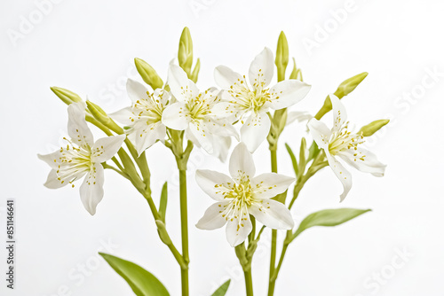 Delicate White Flowers with Yellow Centers on a White Background