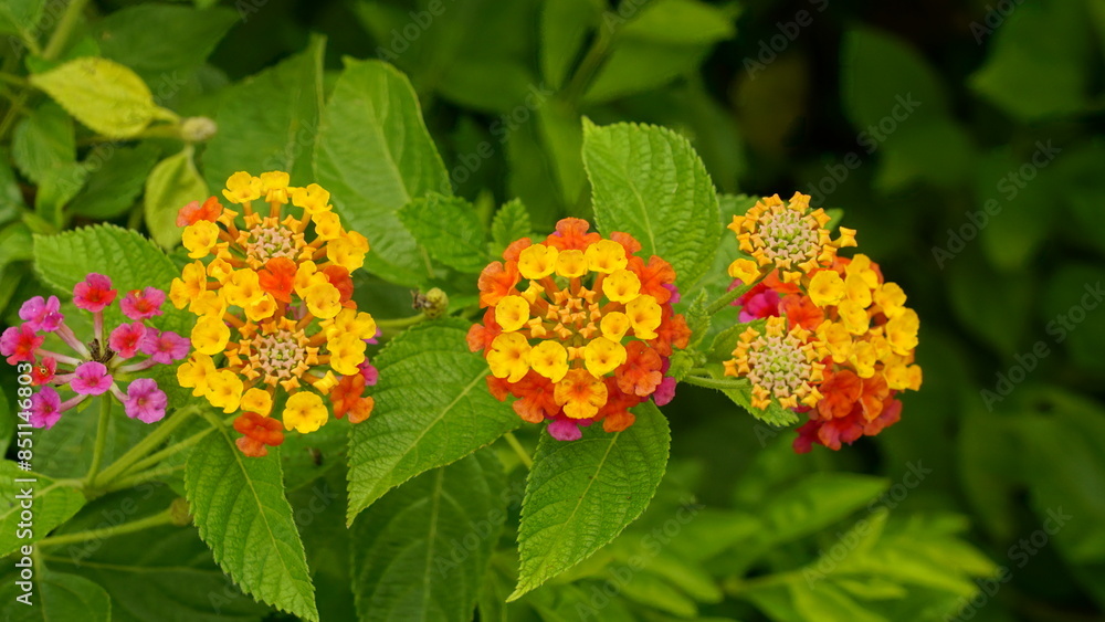 Lantana camara flowers bloom colorfully Lantana camara flowers bloom colorfully
