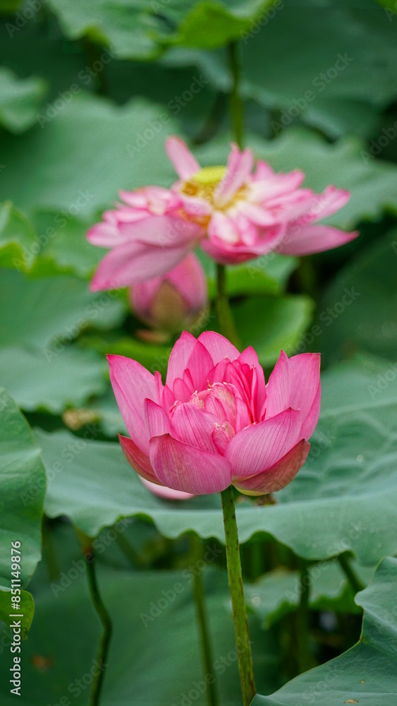 Lotus flowers bloom on the water Lotus flowers bloom on the water