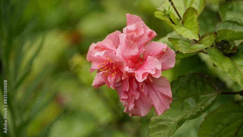 Pink hibiscus flower on natural background Pink hibiscus flower on natural background