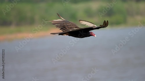 level shot of turkey vulture with feather sticking up riding the air currents above the lake searching for food