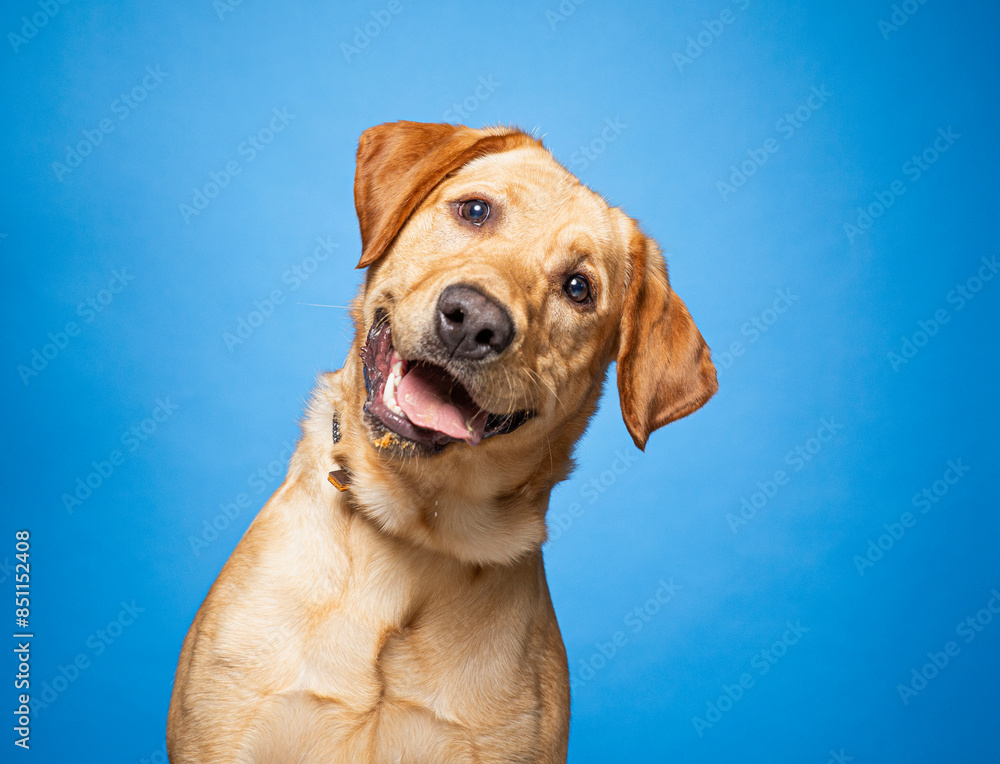 cute dog on an isolated background in a studio shot