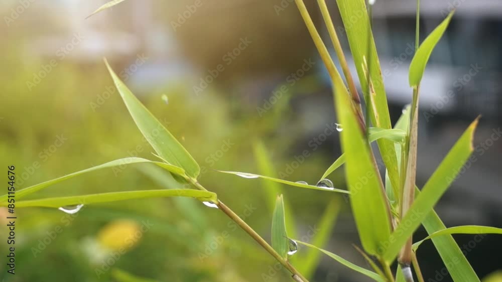The bamboo tree leaves in the morning with dew drops. close up. The bamboo tree leaves in the morning with dew drops. close up.