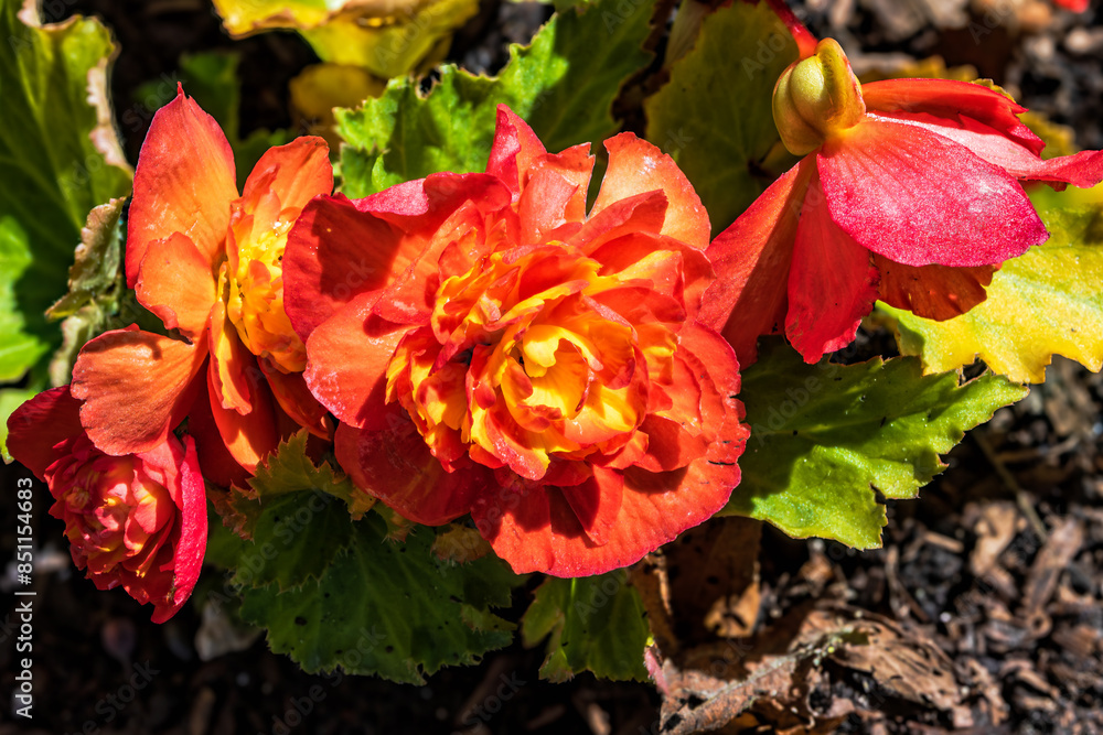 Blooming begonia bright large flowers orange pink red, Ontario, Canada Blooming begonia bright large flowers orange pink red, Ontario, Canada