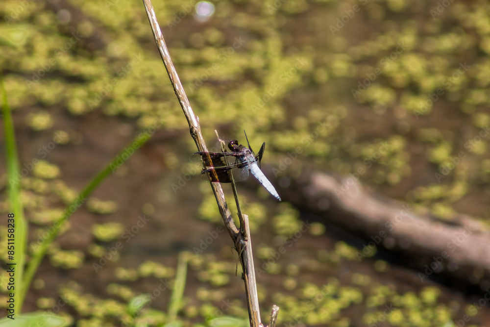 Common whitetail or long-tailed skimmer (Plathemis lydia) Common whitetail or long-tailed skimmer (Plathemis lydia)