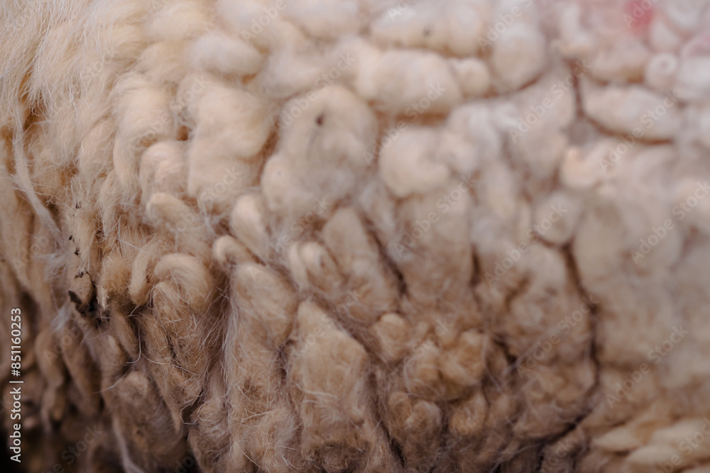 Fleece seen up close, for abstract backgrounds or textures Fleece seen up close, for abstract backgrounds or textures