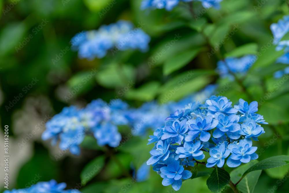 満開の青い紫陽花 満開の青い紫陽花