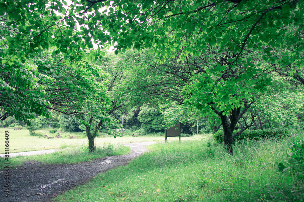 Naklejka premium 緑いっぱいの公園