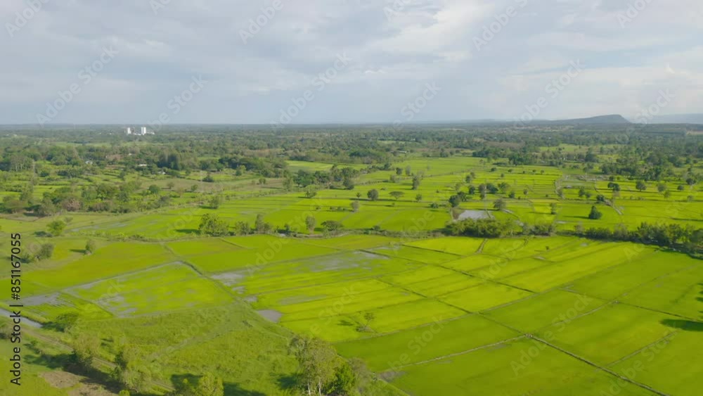 Aerial top view of fresh paddy rice, green agricultural fields in countryside or rural area in Asia, Thiland. Nature landscape Aerial top view of fresh paddy rice, green agricultural fields in countryside or rural area in Asia, Thiland. Nature landscape