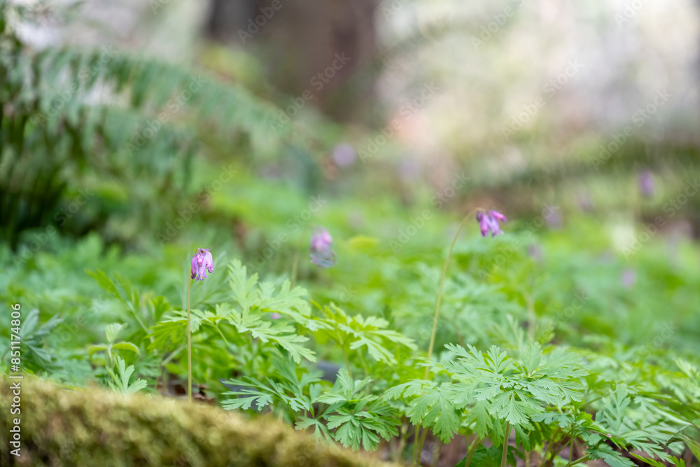 Forest floor in a native pacific northwest woodland, delicate pale pink pacific bleeding heart flower blooming in the wild, as a spring nature background
Forest floor in a native pacific northwest woodland, delicate pale pink pacific bleeding heart flower blooming in the wild, as a spring nature background