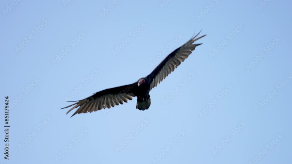 turkey vulture soaring in flight veers left turkey vulture soaring in flight veers left