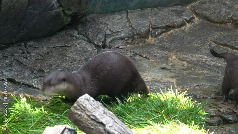 The Asian small-clawed otters, Aonyx cinereus, feeding themselves in shade. Closeup shot of the Oriental short-clawed otters. 4K The Asian small-clawed otters, Aonyx cinereus, feeding themselves in shade. Closeup shot of the Oriental short-clawed otters. 4K