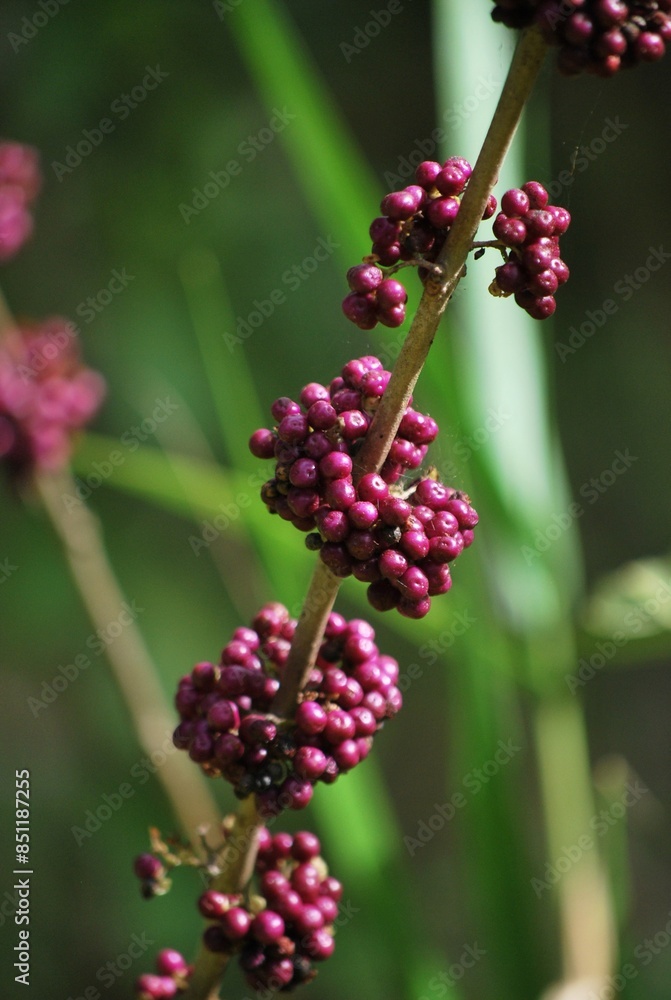 Con esa cantidad de agua se da esa combinacion perfecta para encontrar un estado muy verde y cubierto de flores todo el año.
Con esa cantidad de agua se da esa combinacion perfecta para encontrar un estado muy verde y cubierto de flores todo el año.